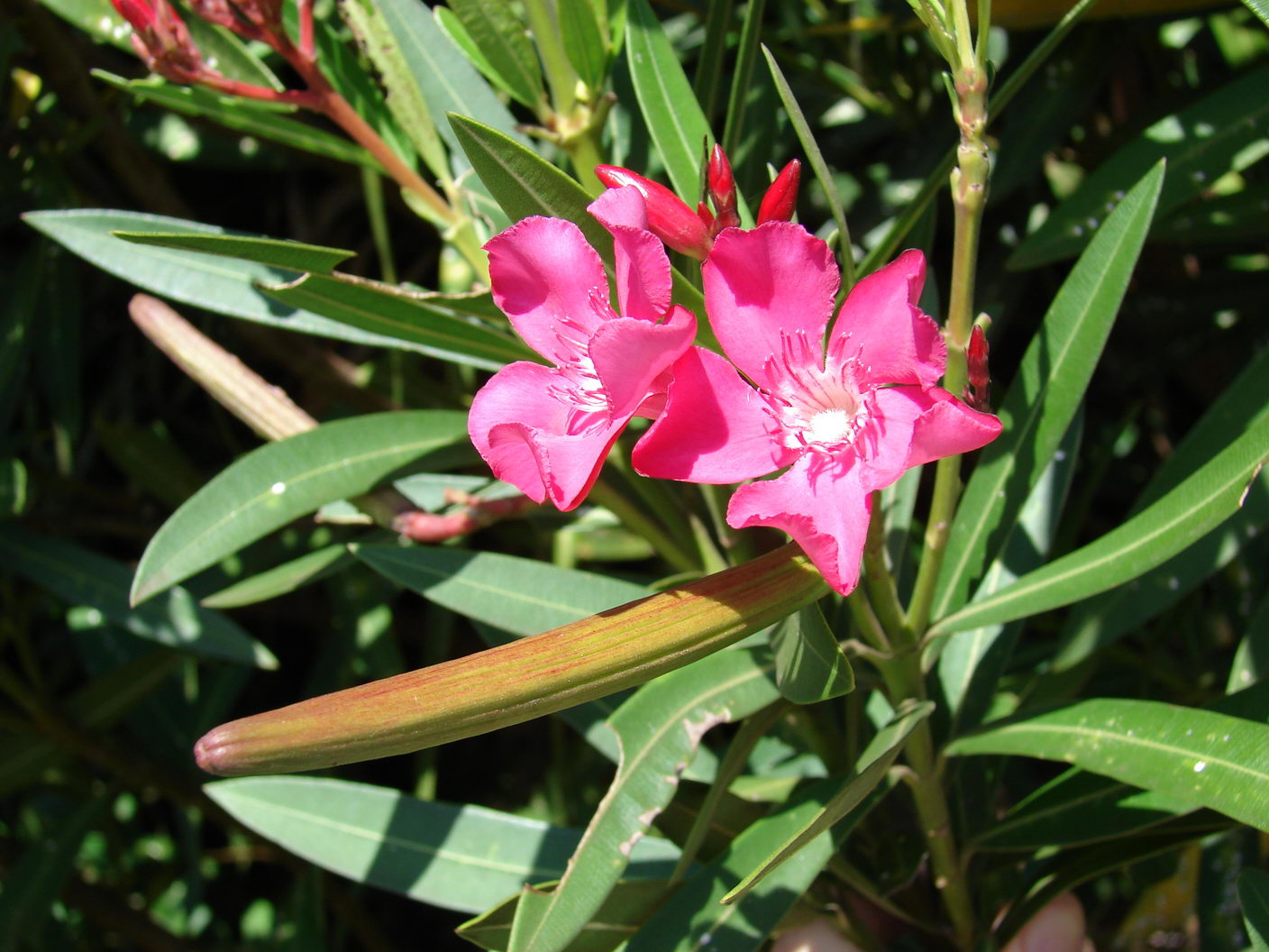 Oleander